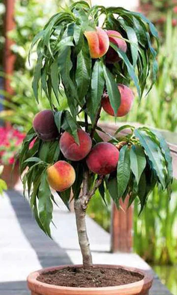 Pelarpersikoträd "Persica"